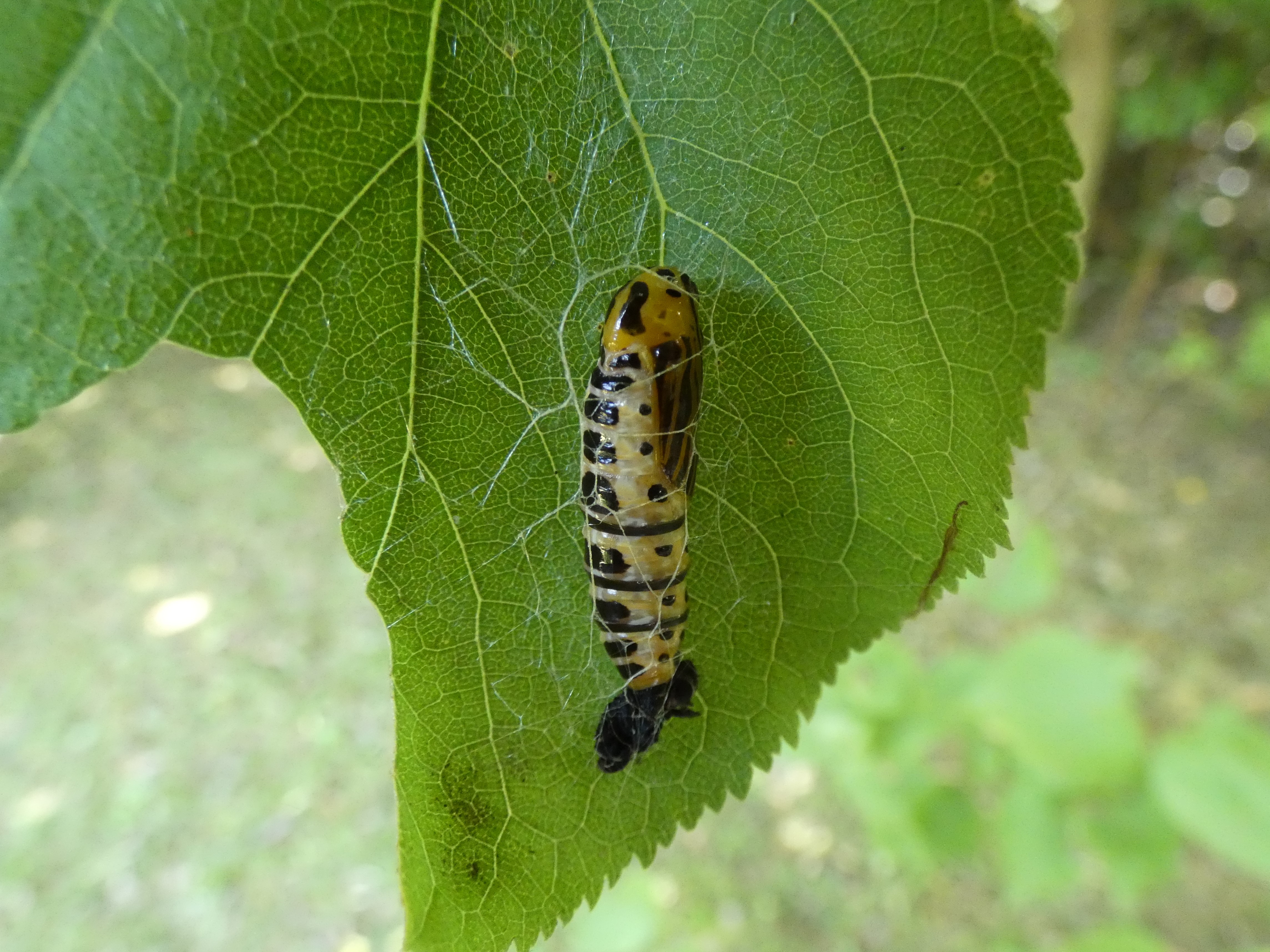 photo_2